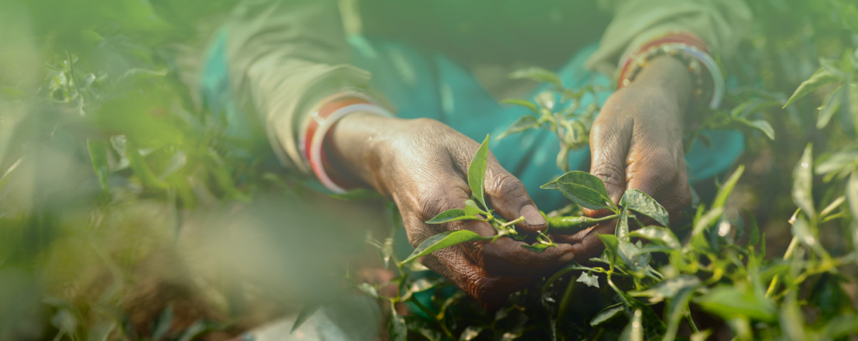 The Corporative Site of Bayer CropScience Consortium