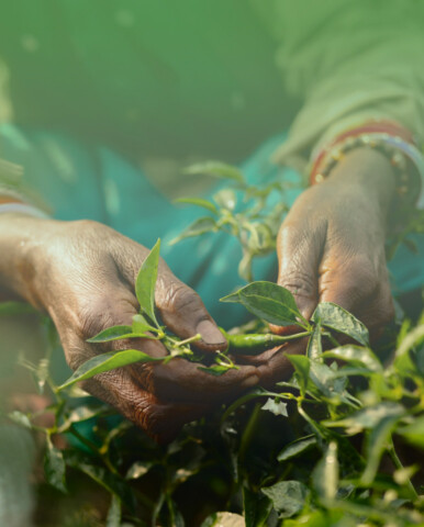 The Corporative Site of Bayer CropScience Consortium