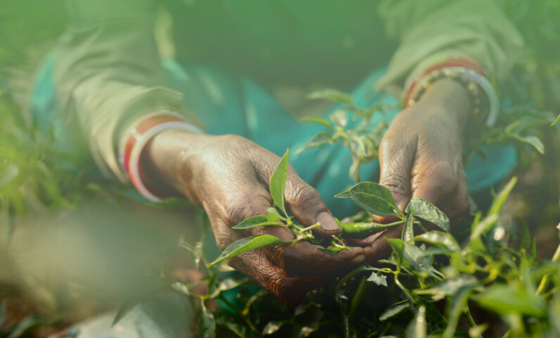The Corporative Site of Bayer CropScience Consortium